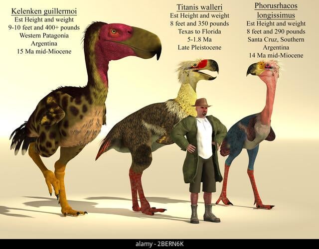 3-pretty-terror-birds-from-south-america-v0-kynlotgdftod1.jpeg