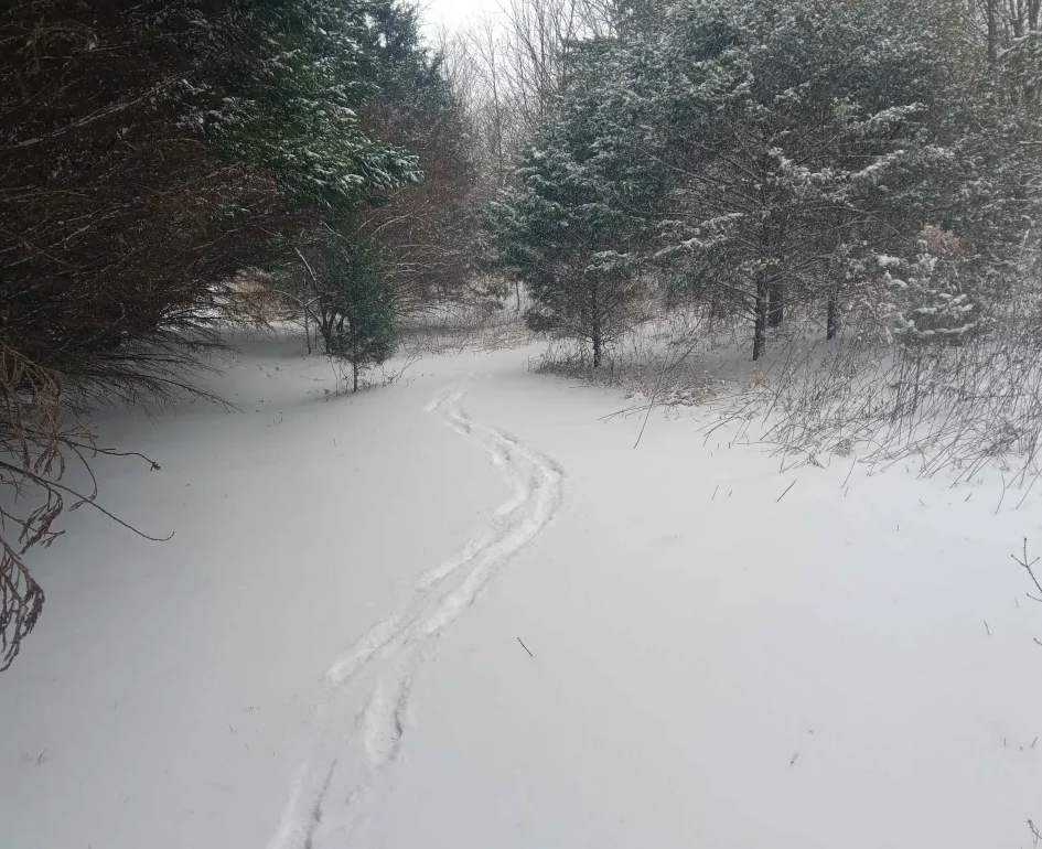 Winter.png
