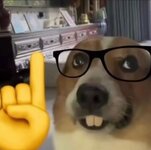 anyone-have-the-nerd-dog-in-hq-v0-akkxz5ofa3ob1.jpg