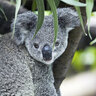 DenzoTheKoalaFan98